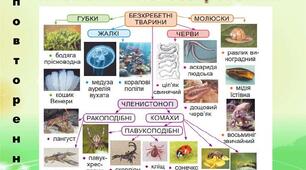 Контрольна робота  з теми "молюски, риби, амфібії, рептилії"