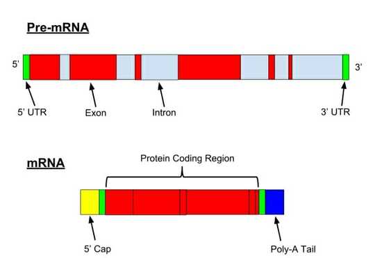 m-RNA Processing in Eukaryotes - BiokiMicroki