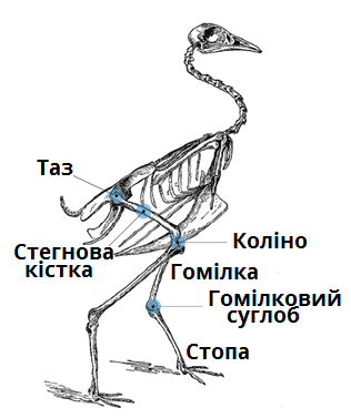 нижні кінцівки.png