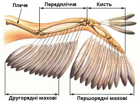 крило.jpg
