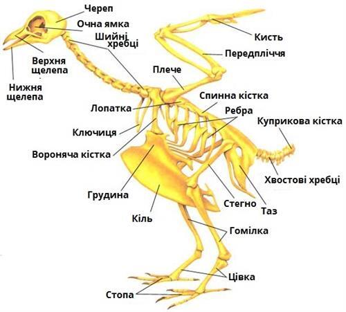 скелет птаха.jpg