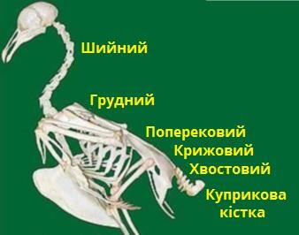 відділи хребта.jpg