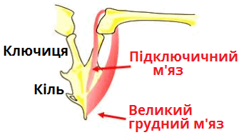 мязи.png