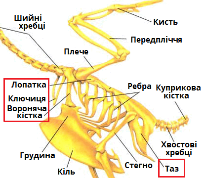 пояс верхн.png