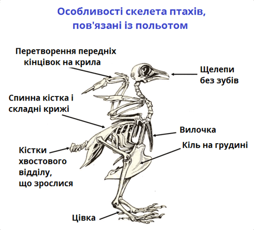 політ.png