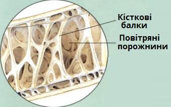 будова кістки.jpg