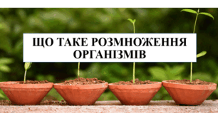 Чи можливе життя без руху. Що таке розмноження організмів. 