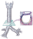 0501bv37-2394-114x137.png