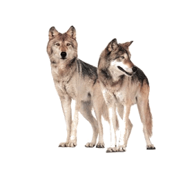 0501bxch-60f0-265x249.png