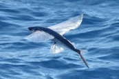 0501bxen-82e9-173x115.png