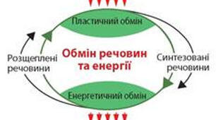 Обмін речовин і перетворення енергії