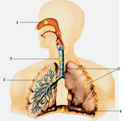 0501byek-834e-243x238.png