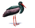 0501bz8b-c704-136x108.png