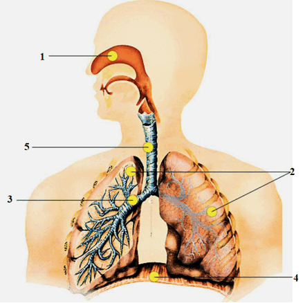 0501bznj-aa04-441x438.png