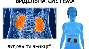  Видільна система людини. Шкіра людини