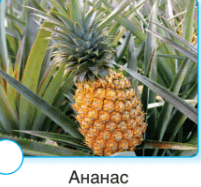 0501c1f0-0642-355x331.png