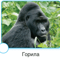 0501c1ha-758d-294x294.png