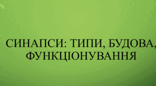 Синапси: типи, будова, функціонування