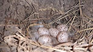 "Ластівка сільська (Hirundo rustica)"