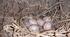 "Ластівка сільська (Hirundo rustica)"