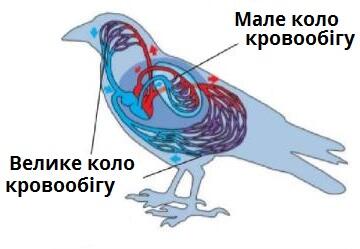 кола кровообігу.jpg
