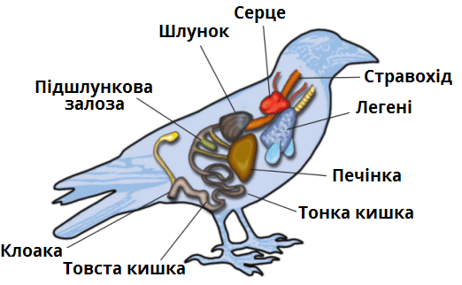 травна_система.png