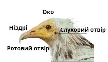 органи чуття.jpg