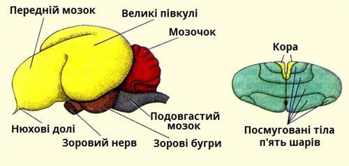 мозок_будова.jpg