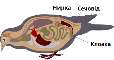 видільна система.png