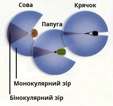 зір.jpg