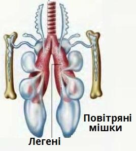 повітряні мішки.jpg