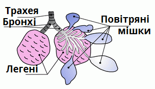 дихальна2.png