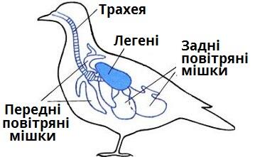 дихальна система.jpg