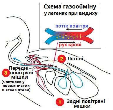подвійне дихання.png