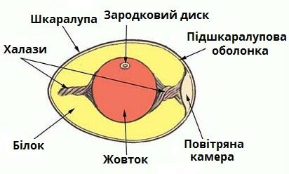яйце.jpg