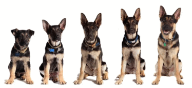 0501c3ch-9c72-374x173.png