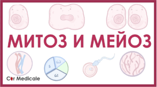 Подвоєння ДНК. Мітоз та мейоз