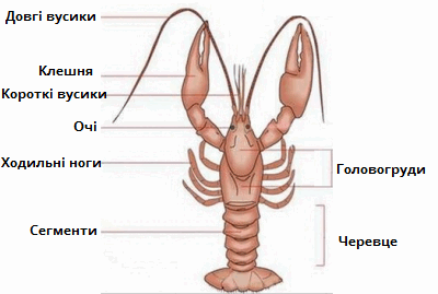 Річковий рак_схема-підписи.png