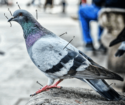 0501c6mk-3513-431x363.png