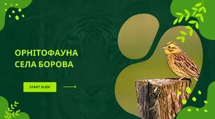 Презентація на тему: "Орнітофауна с. Борова"