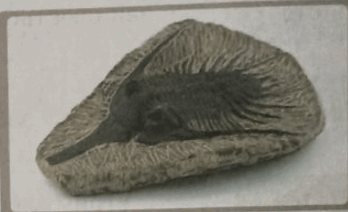 0501cnuy-f1e3-348x212.png