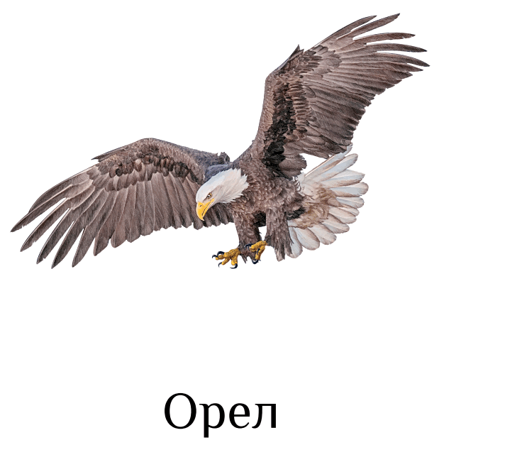 0501coi0-99e0-736x651.png