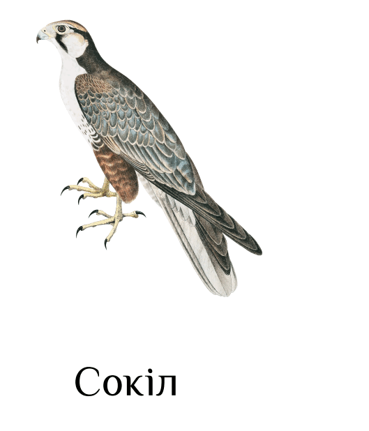 0501coic-ae2d-529x618.png