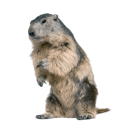 0501coj9-36e5-404x453.png