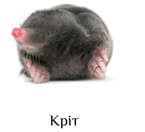 0501cokb-3cc5-577x526.png