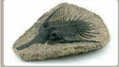0501cqdw-caf8-233x132.png