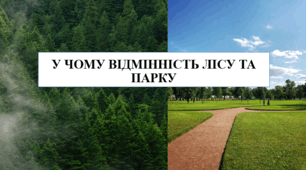 Презентація на тему "У чому відмінність лісу та парку" 6 кл НУШ