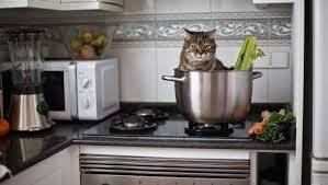 What's Your Take On Letting Your Cat On The Kitchen Countertops? - CatTime