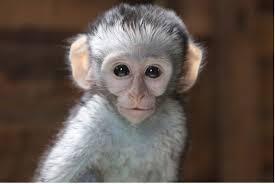 VERVET MONKEY FOUNDATION - PASA