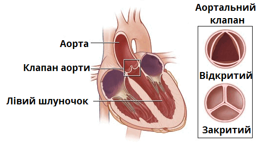 серце3.png